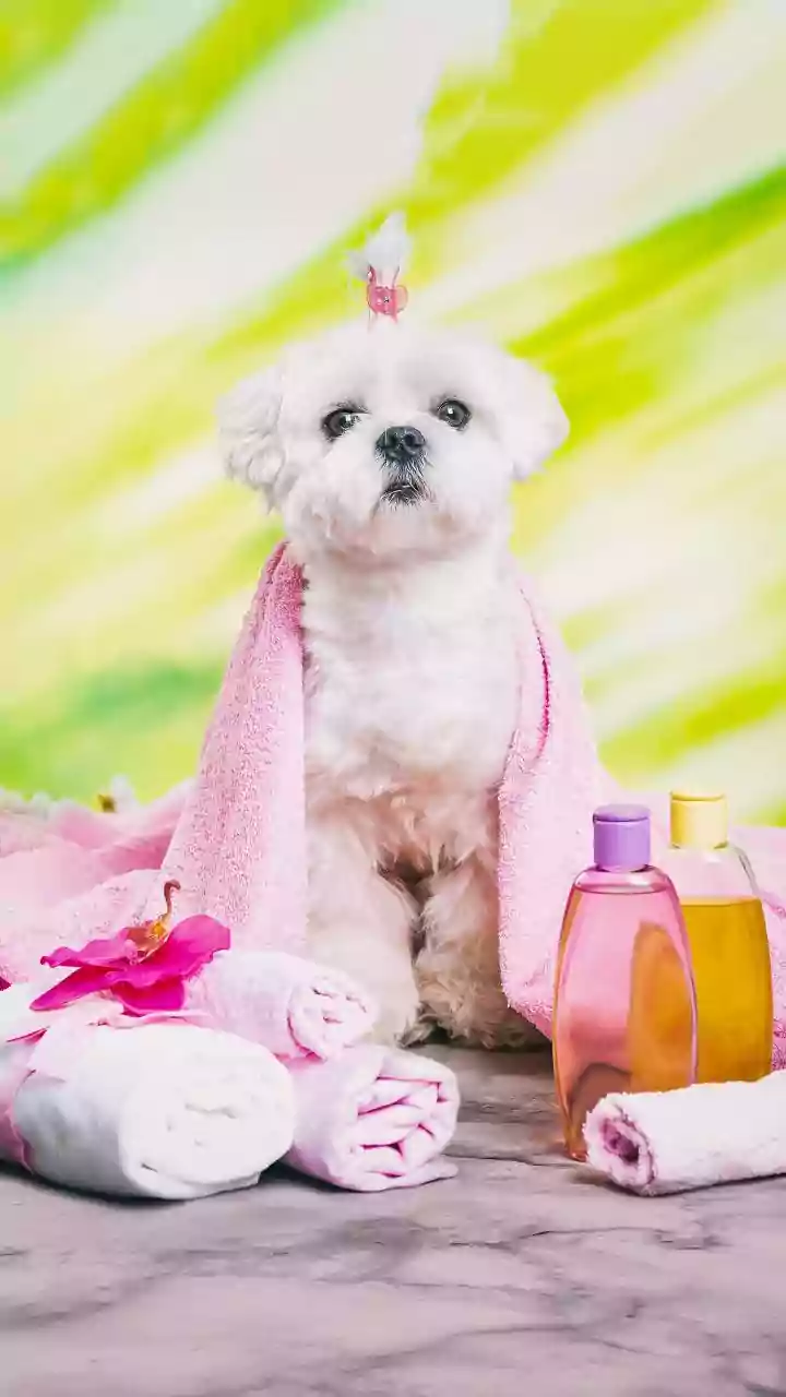 Luxury Cage-Free Dog Care Expands: New Lynnfield Facility Opens Doors for North Shore Pet Parents