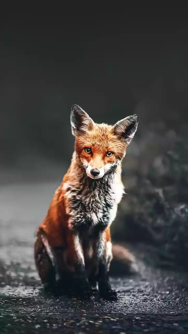 Rain Turns City Wildlife Into Comfort Content