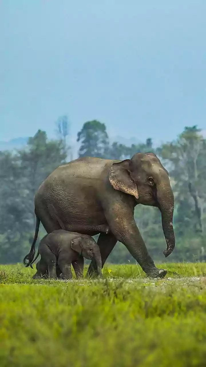 Why Eco-Tourism In Assam Feels Different During The Monsoon