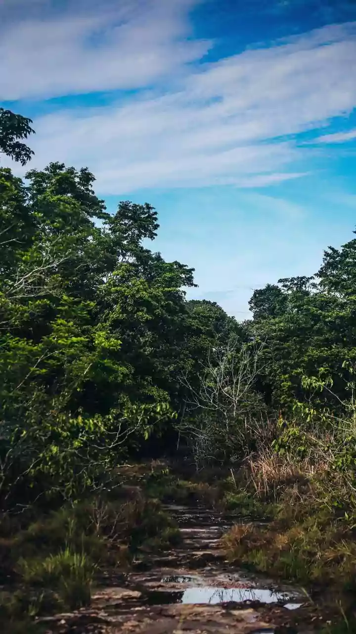How Western Ghats Hikers Can Minimise Environmental Footprints During Monsoon Trips