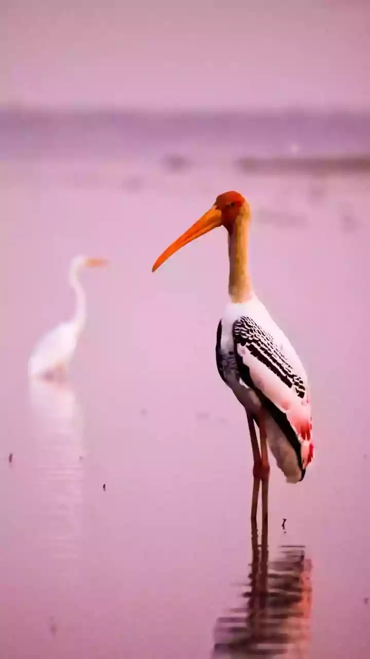 India's Avian Paradises: 10 Lakes Buzzing with Birdlife and Migratory Wonders