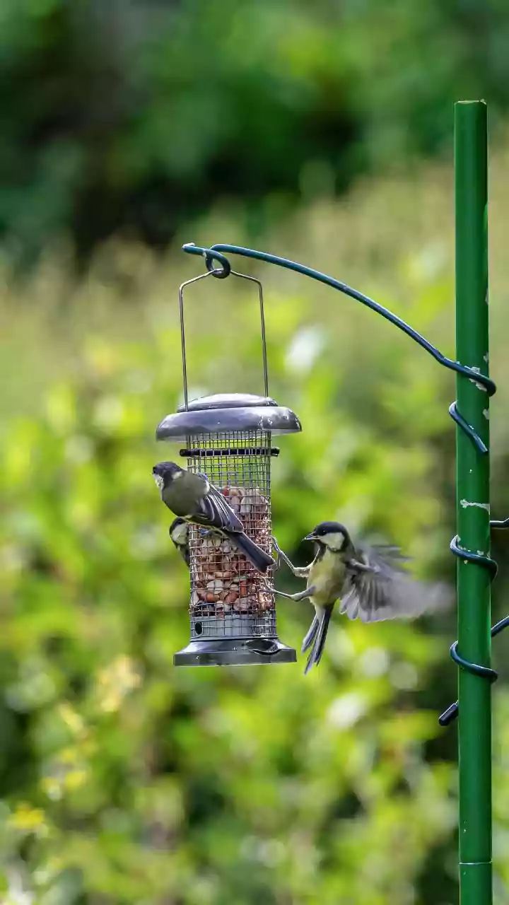 Sparkling Feeders, Happy Birds: Pro Guide to Natural Bird Feeder Cleaning with Vinegar