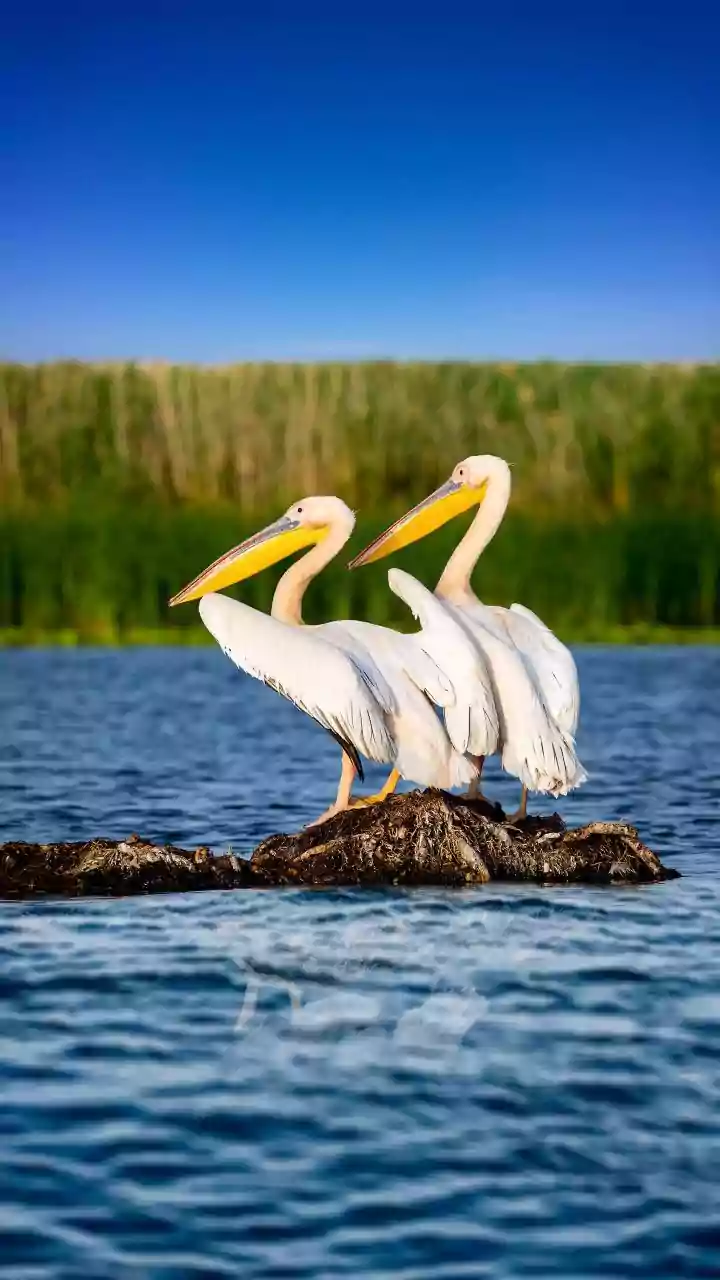Europe's Lesser-Known Reserves Range From Deltas To Ancient Forests: Danube Delta