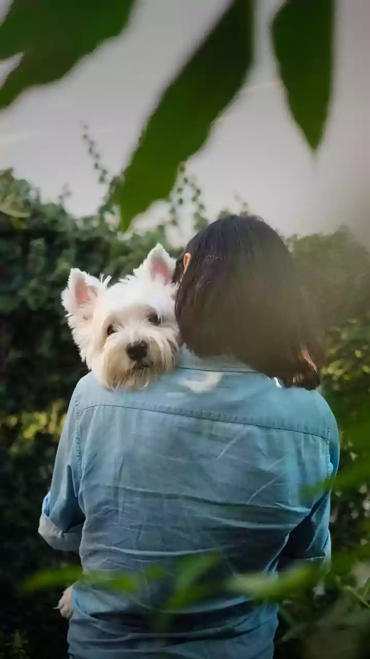 Unbreakable Bond: Indian Couple's Journey to Reunite with Their Pet
