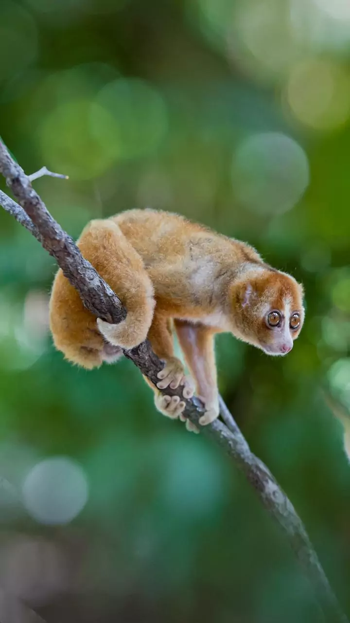 Bangka slow loris rediscovered in Indonesia after nearly 89 years