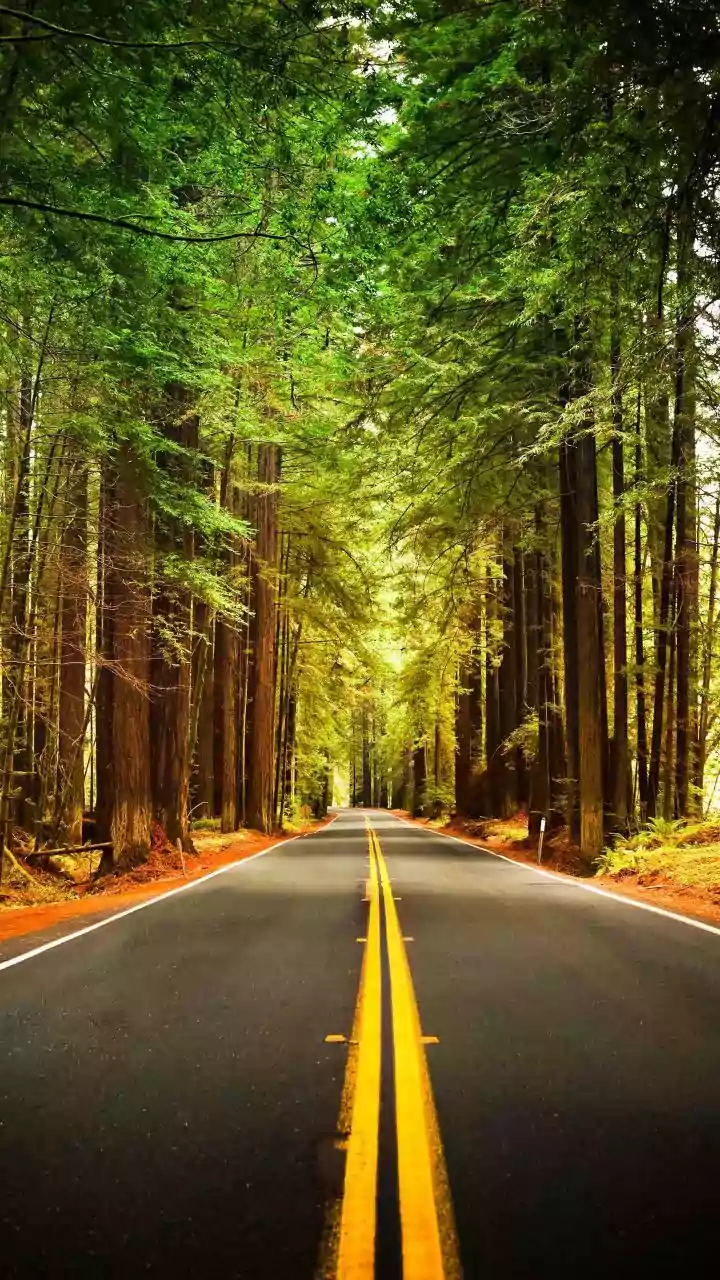 Calaveras Big Trees: Yosemite's Serene Sequoia Escape Near San Francisco