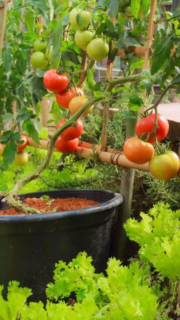 Transform Your Space: Ingenious Vegetable Garden Ideas for Year-Round Freshness