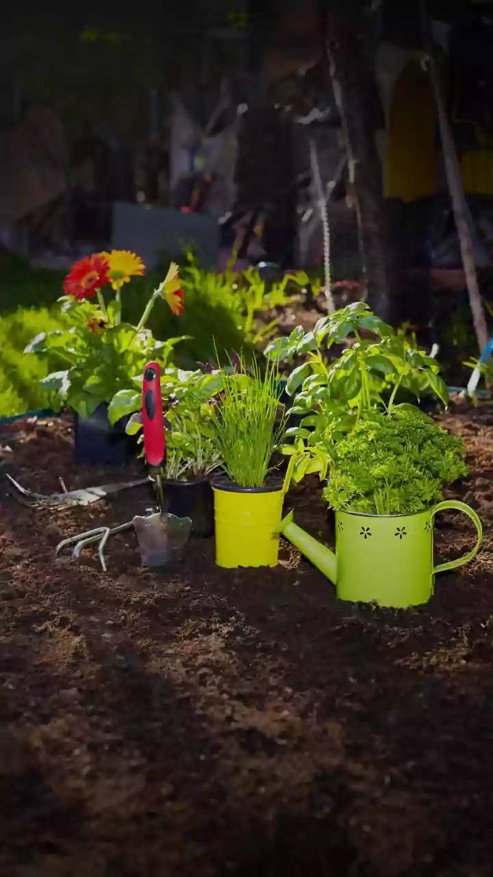 Gardening 101: 5 planter toppings instead of moss