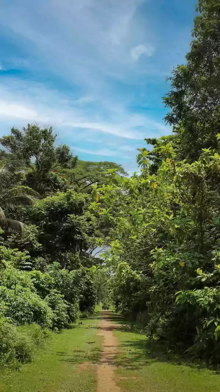 Unveiling India's Top Tiger Habitats: 5 Gates!