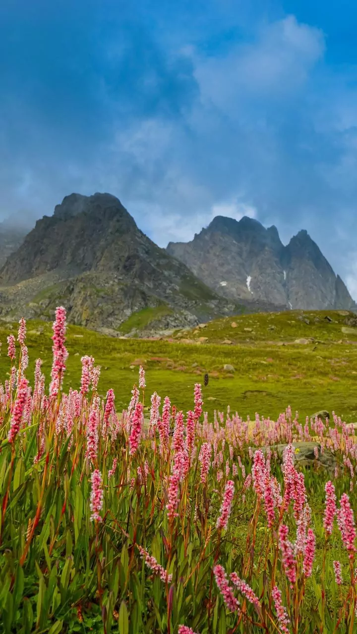 See Stunning Alpine Blooms At The Iconic Valley Of Flowers
