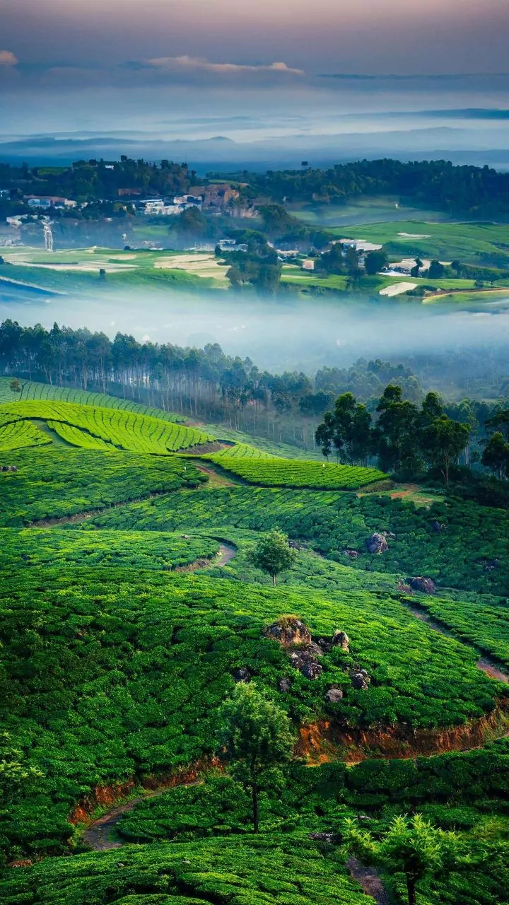 Bengaluru Wakes Up to Fog and Mist - Will The City Get Colder? Check What IMD Predicts