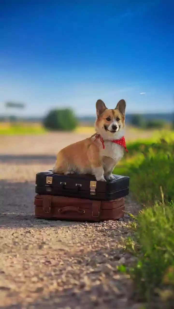 Pets Have Entered The Group-Trip Debate