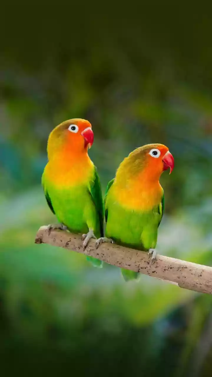 Why Quantum Magnetoreception Explains How Birds Literally See Earth's Magnetic Lines