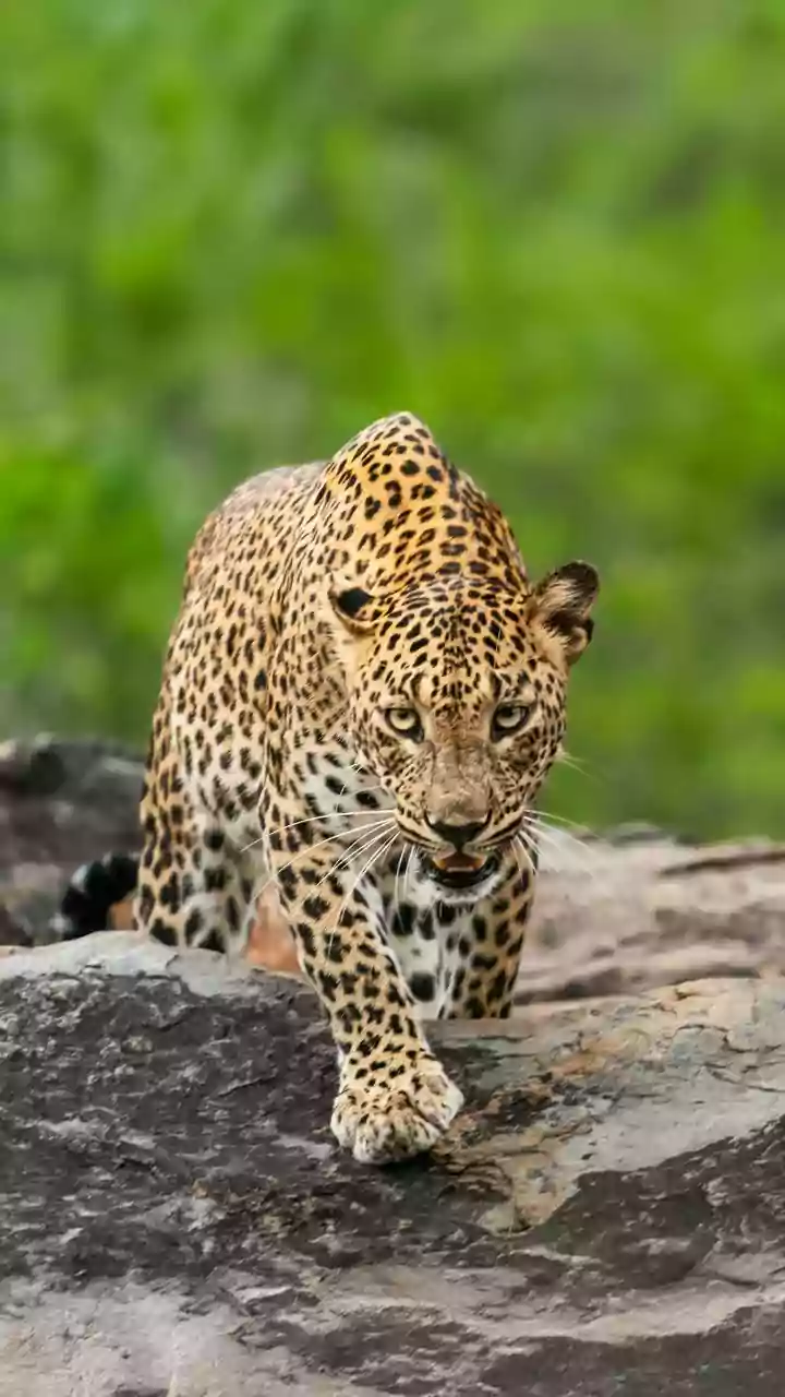 Toddler mauled by leopard, elephant stomps to death elderly near Lansdowne