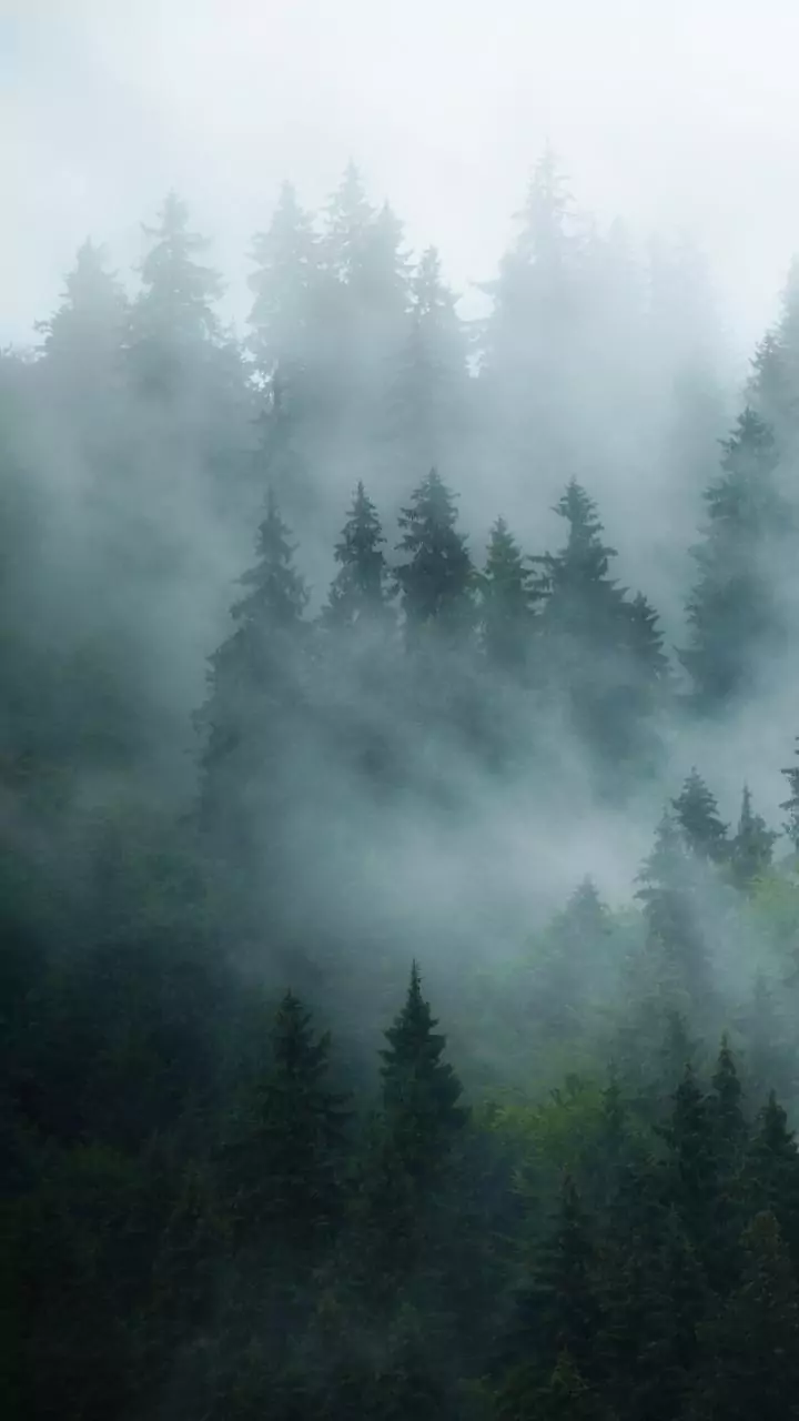 Dense fog and cold wave to grip North India till Jan 10