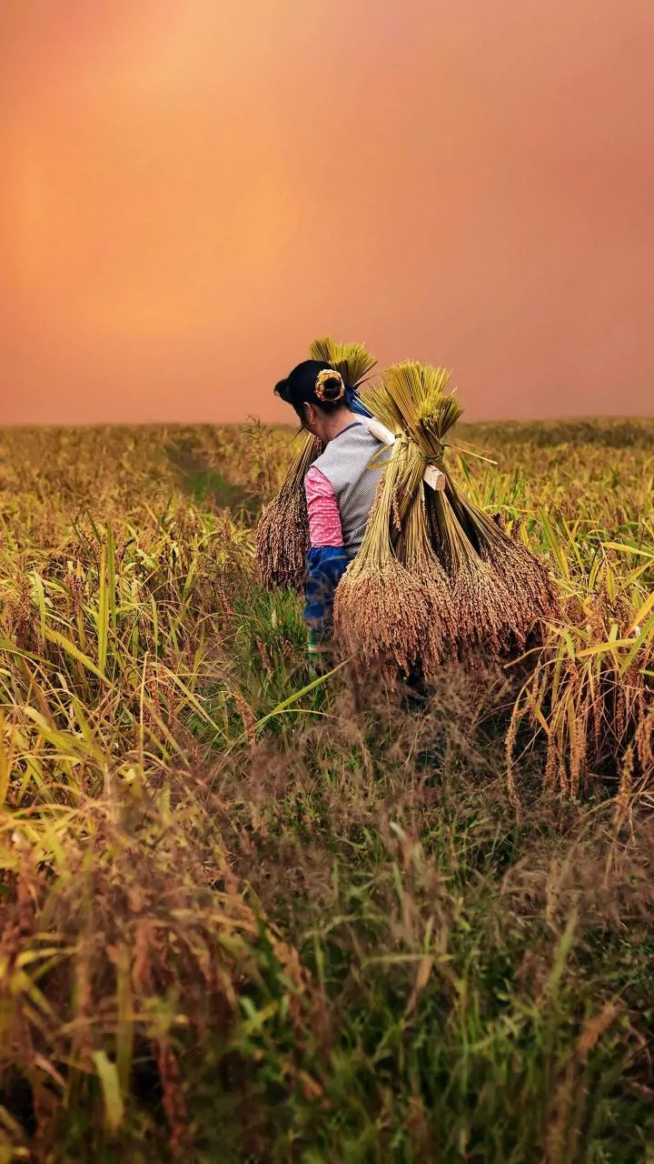PM Modi Announces To Increase Kisan Samman Nidhi, Says Bihar Govt To Give Additional ₹3000 To Farmers - VIDEO