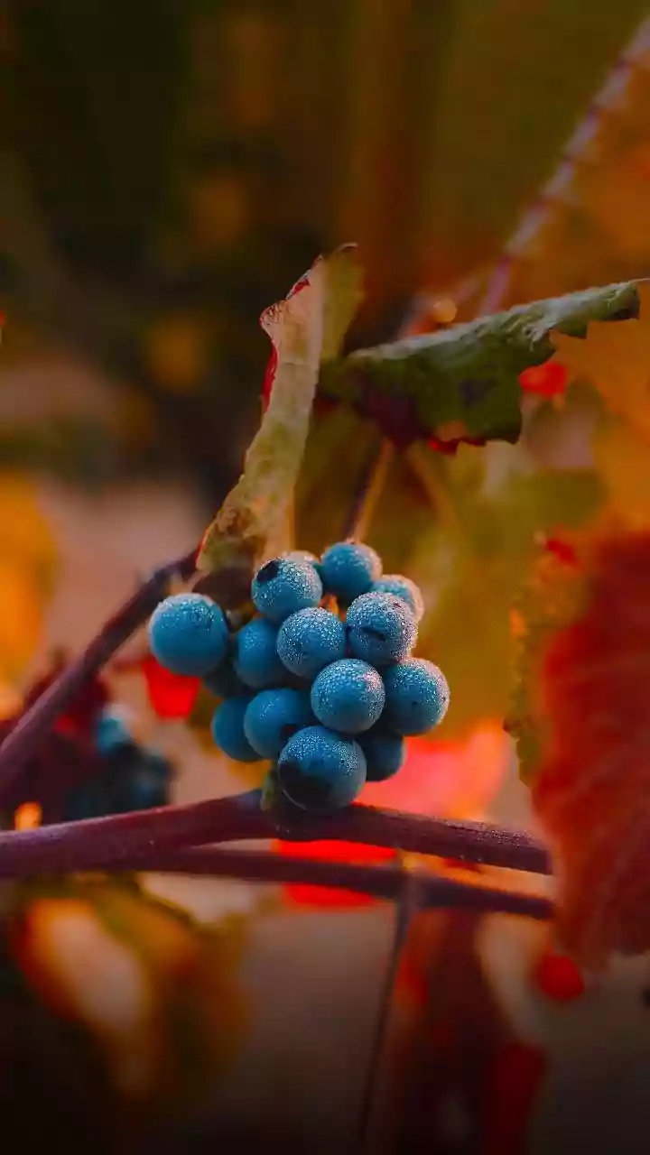 How Precision Agriculture Drones Shield Nashik Grape Vines From Downy Mildew