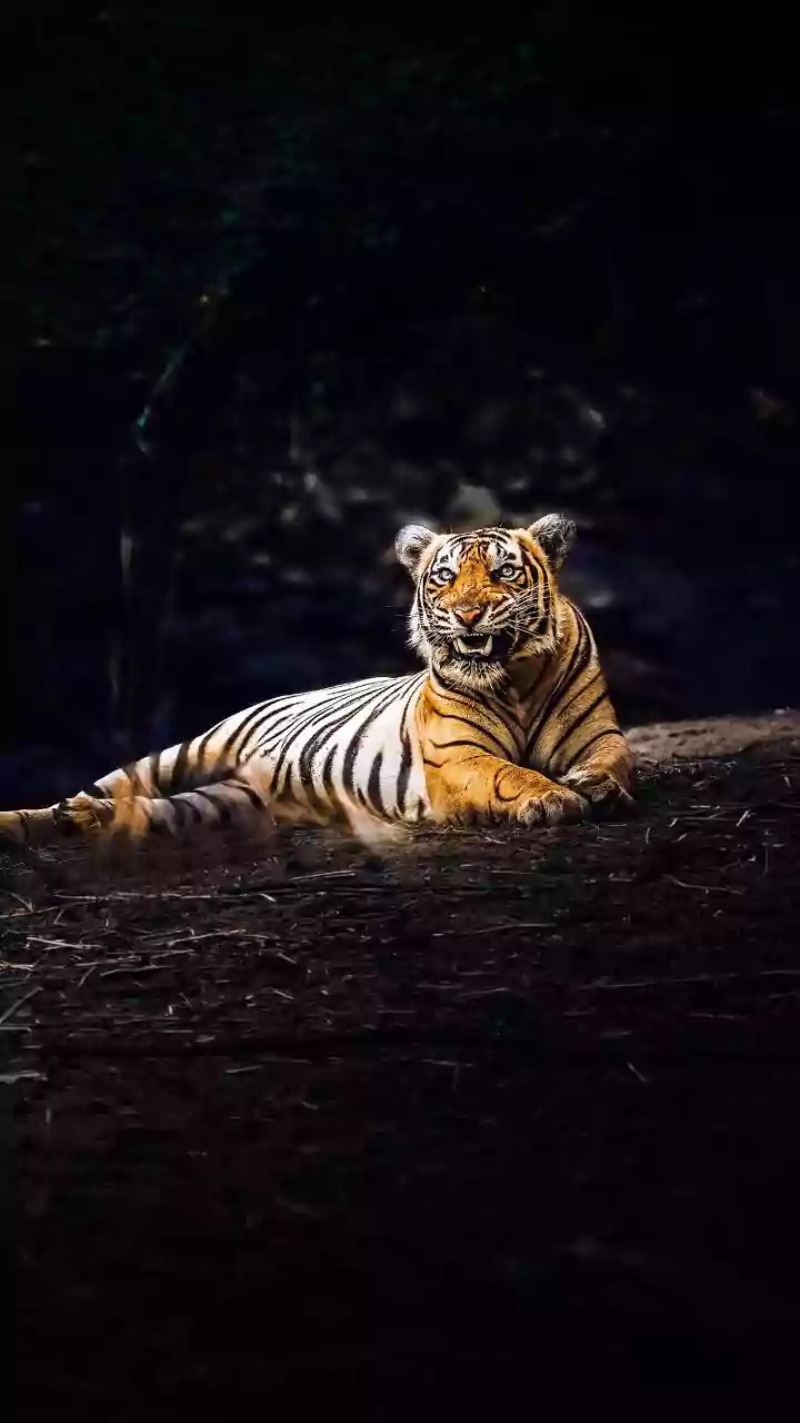 New Vandarshan Tours Bundle Trains, Stays and Safari Permits