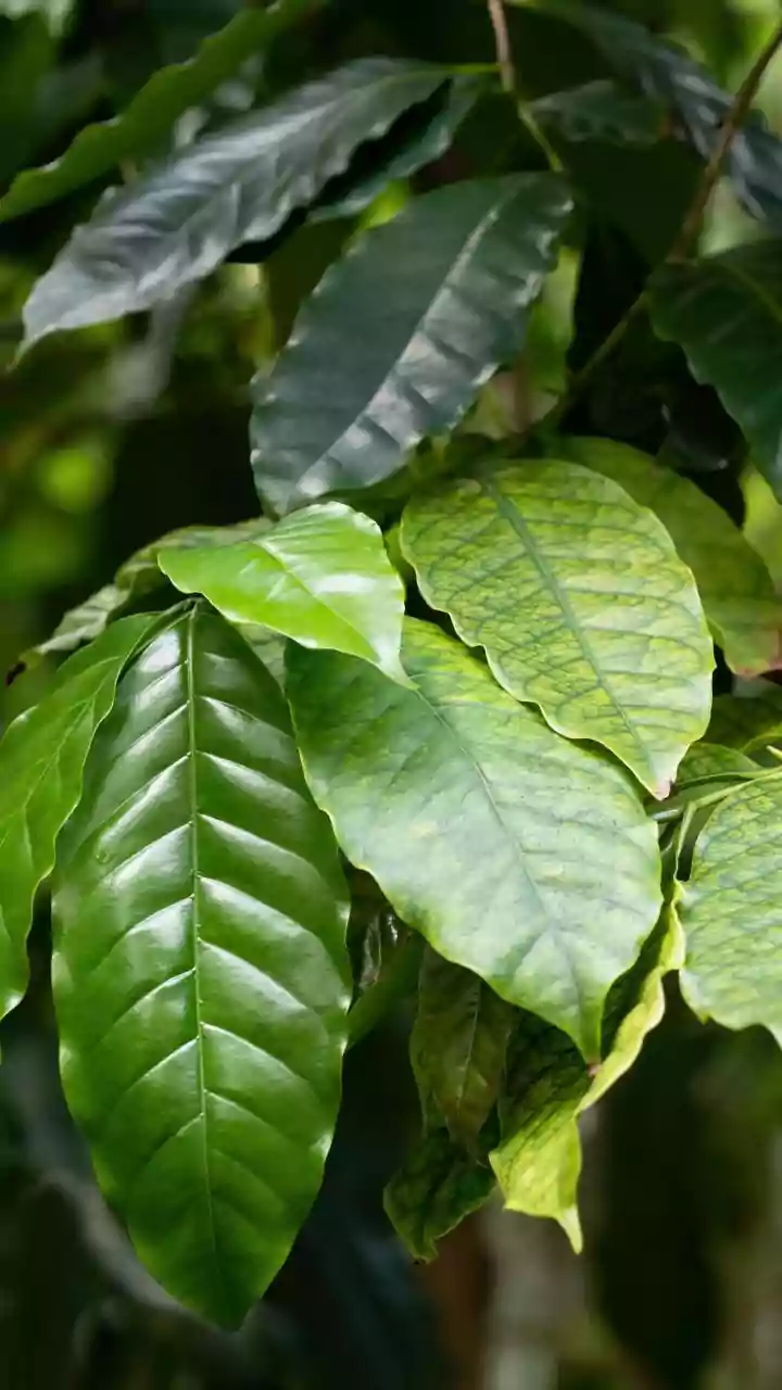Coorg Coffee Stays Beat Generic Resort Plans