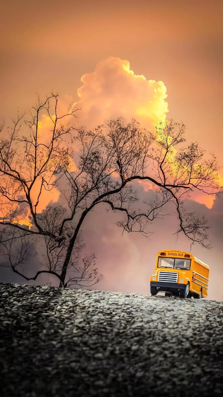 5 Safari Gates in North India for Tiger Sightings