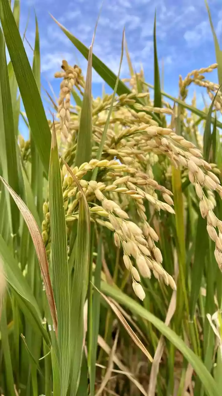 India's Rice Diversity: What Is Behind The Revival Of Regional Varieties