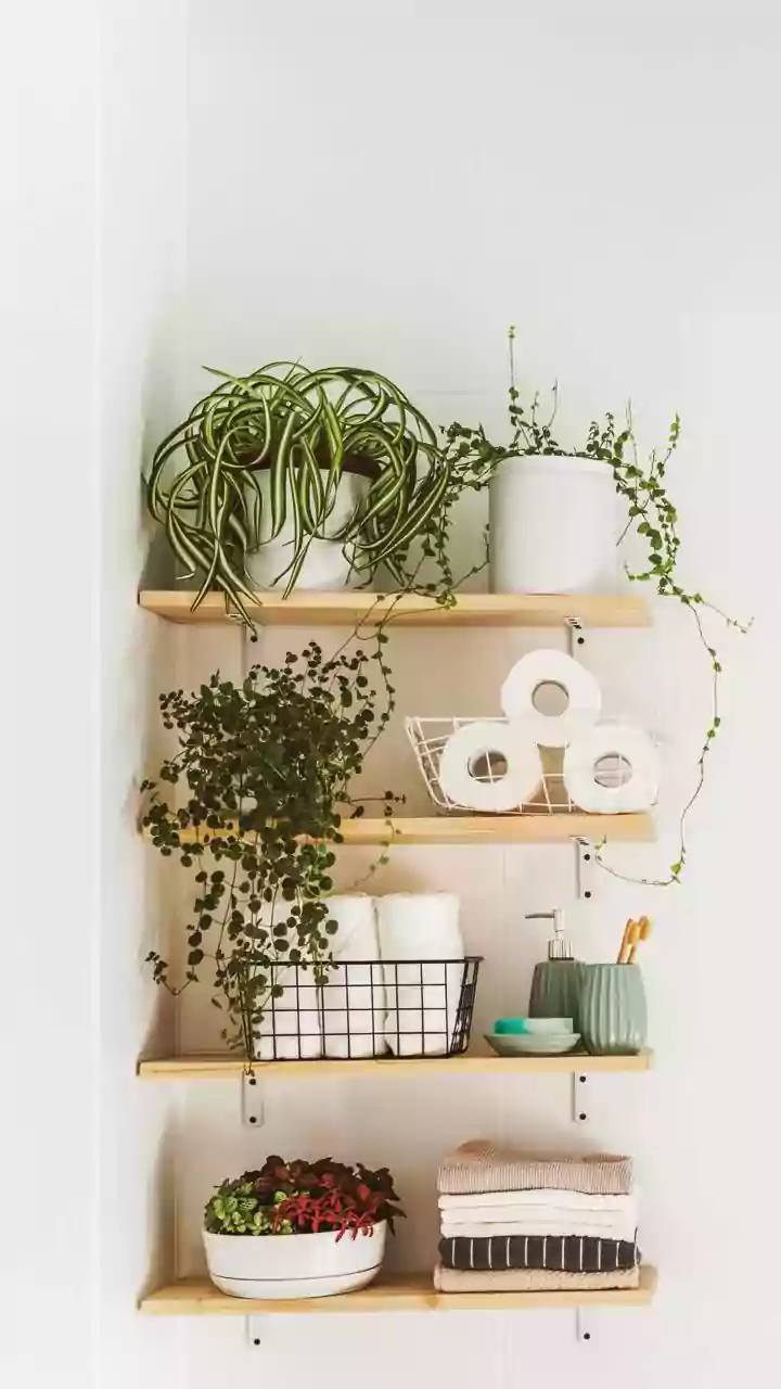 7 Bathroom-Friendly Plants: Refresh Your Space