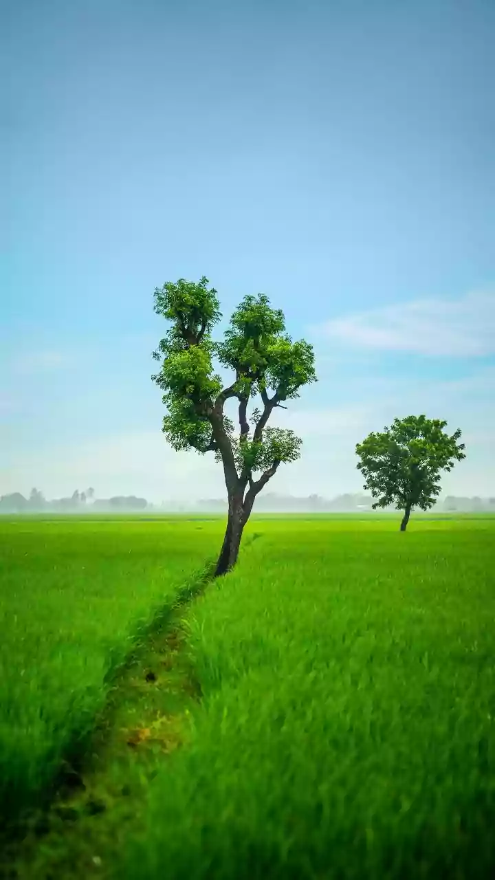 Travel Beyond The Ordinary With Assam's Rainy-Season Landscapes