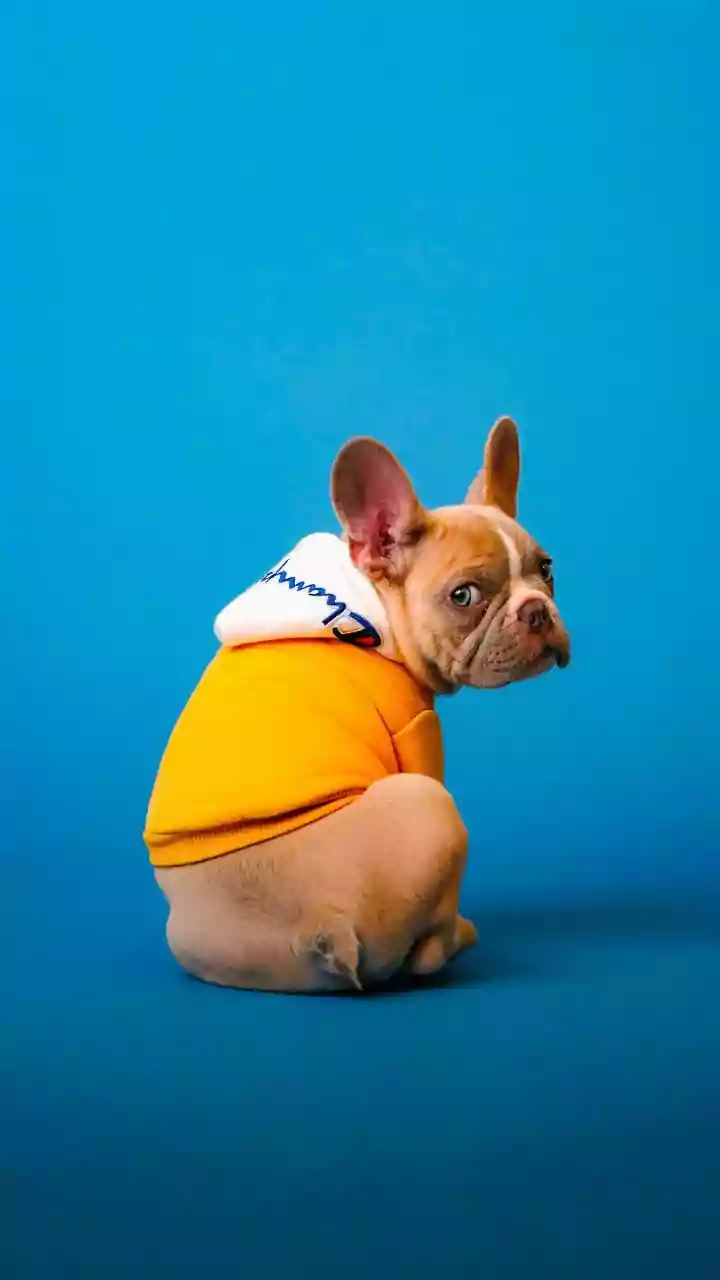 Beat Wet Weather blues Dressing Canines Neon Waterproof Raincoats Outdoors