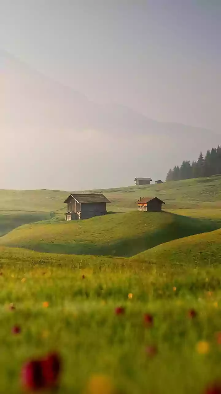 Enjoy Hiking In Austria With Alpine Flower Meadows You Will Love