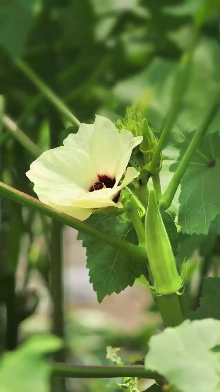 Gardeners Are Betting On Okra Before Monsoon