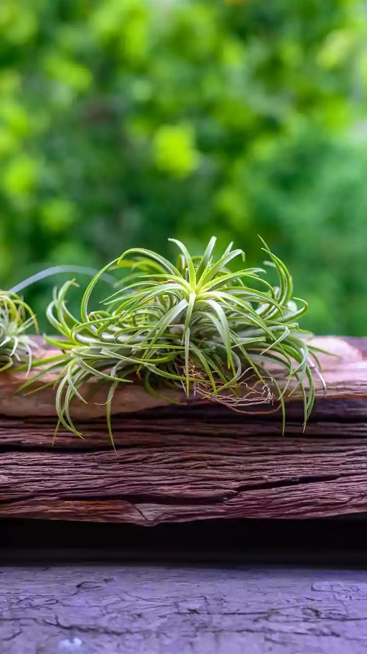 How to mist air plants for better growth