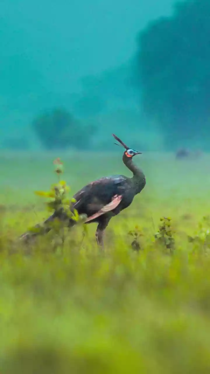 Why October Can Be A Key Window For Indian Wildlife Trips