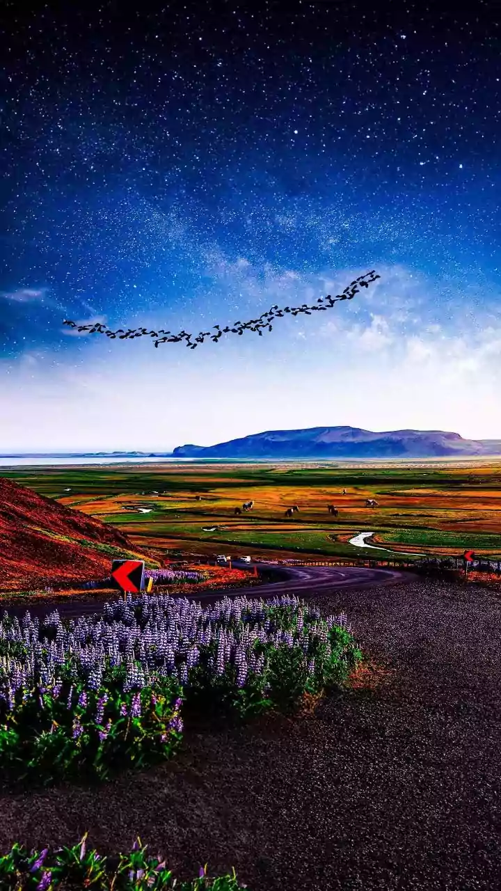 Why Night-Migrating Birds Rely On Star Patterns To Steer Clear Of Daytime Predators