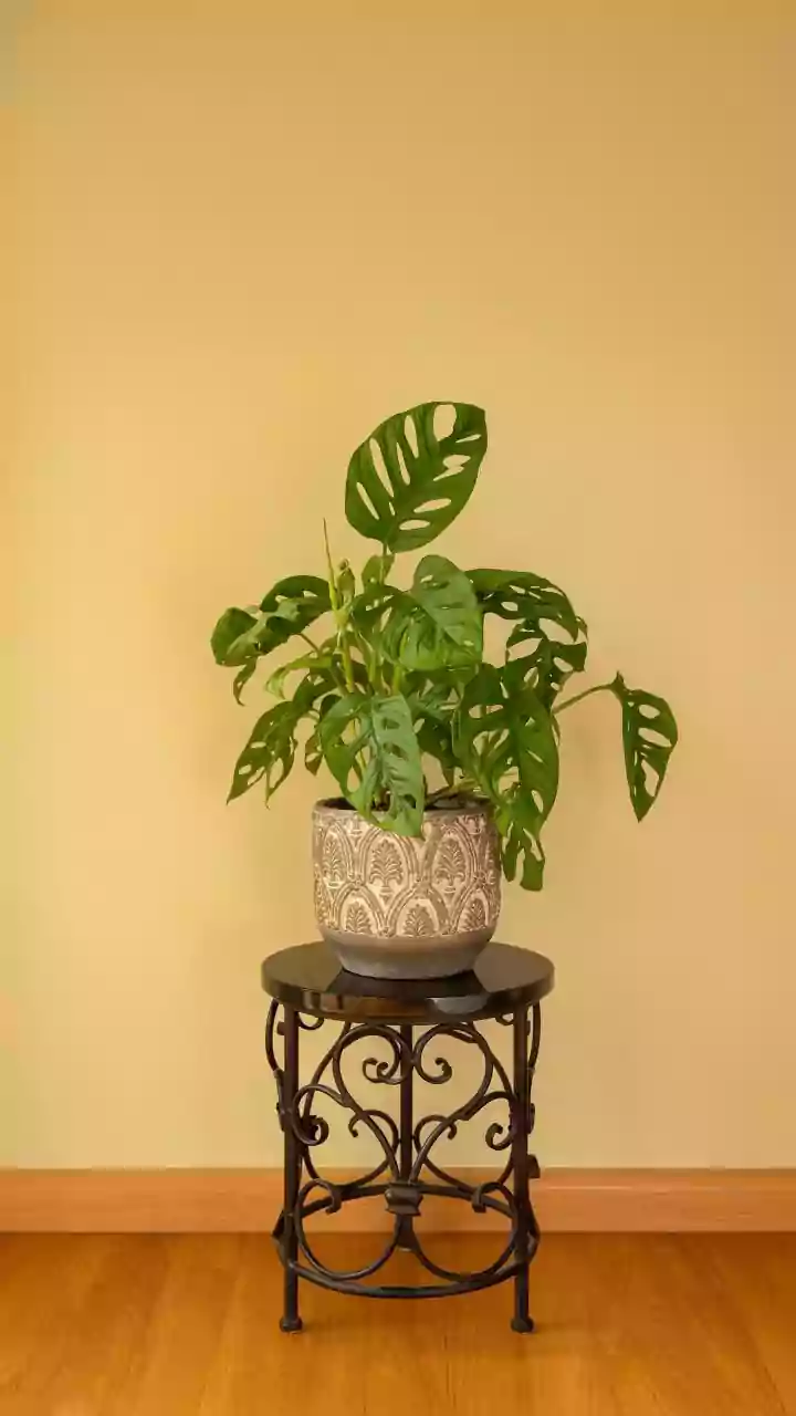 Vacation Ready Plants: Effortless Care While You're Away