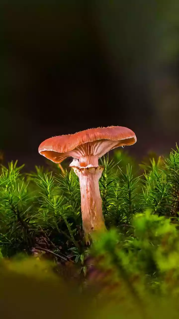 Seasonal Mushrooms Bring Mystery To Monsoon Food