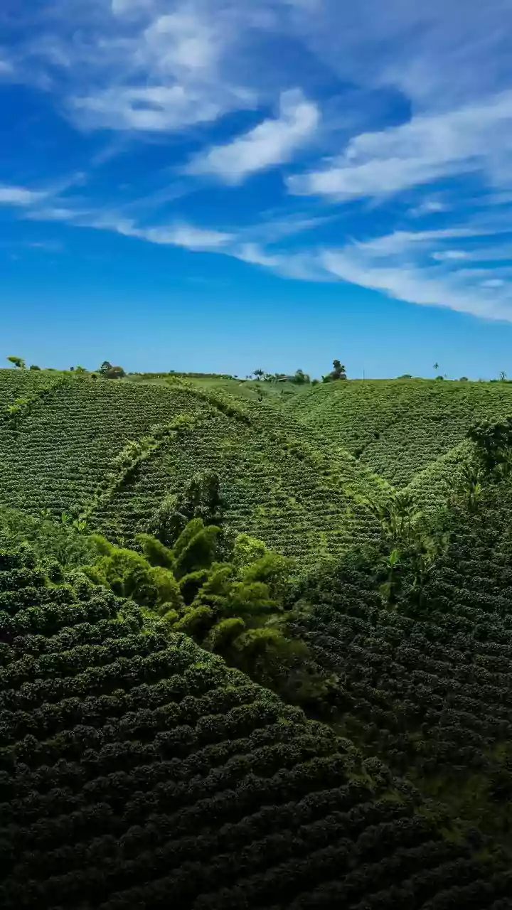 India's Three Growing Seasons: Kharif Timing and Rabi Timing Now Shape Seasonal Garden Planning