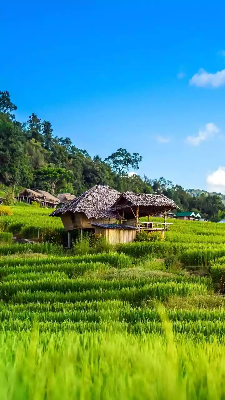 You must explore these rice paddy destinations in Africa