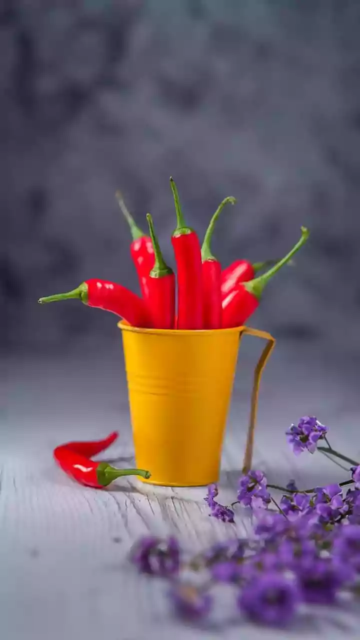 Harvesting Chillies As They Ripen: Growing Thai Chillies In Pots In Focus
