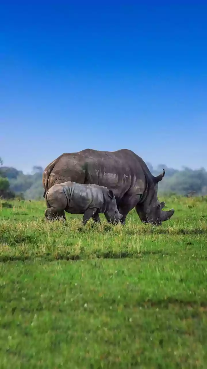 Kaziranga Elevated Corridor: PM Modi unveils ₹7,000 crore wildlife-friendly project; CM Sarma calls it historic for Assam