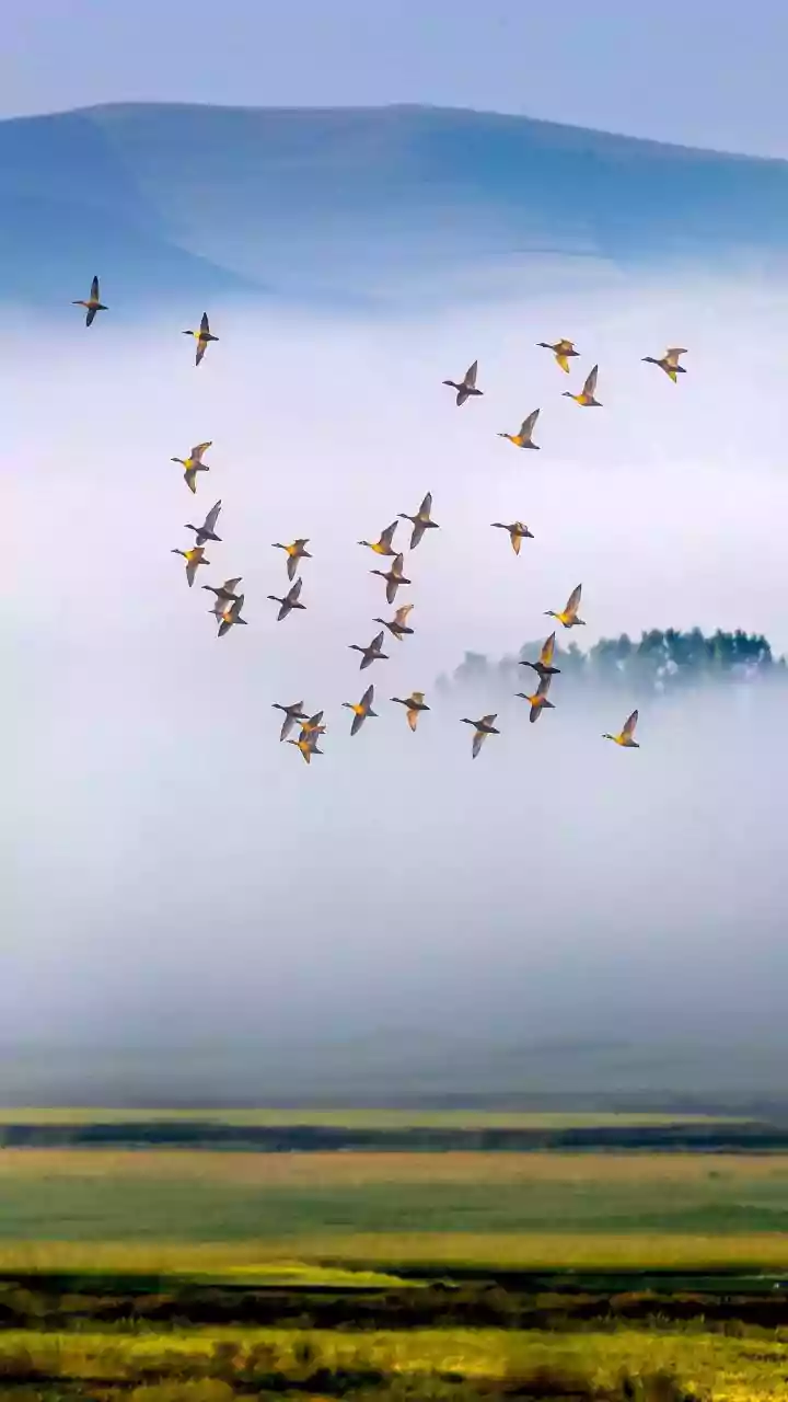Noticing City Wildlife: Why Seasonal Air Current Shifts Lower Bird Flight Altitudes