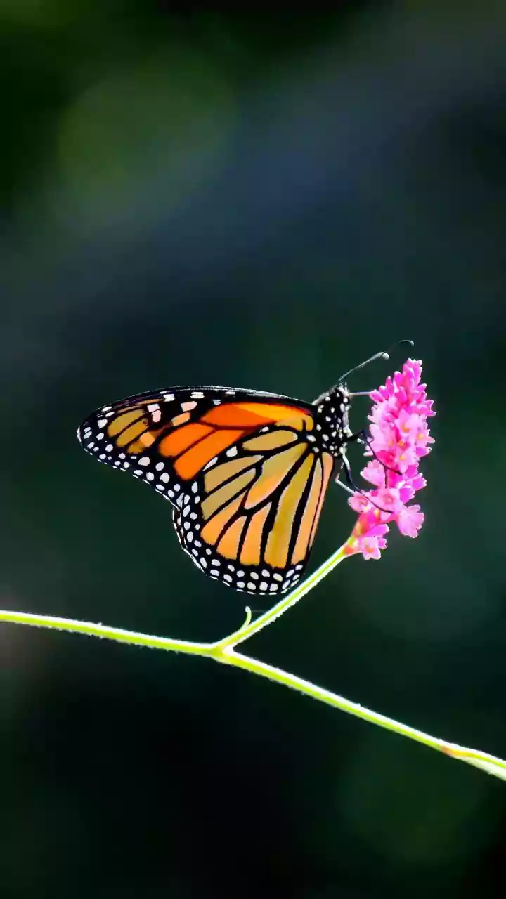 How Monarch Butterflies Complete Multi-Generational Migrations Using Solar Compass Clocks
