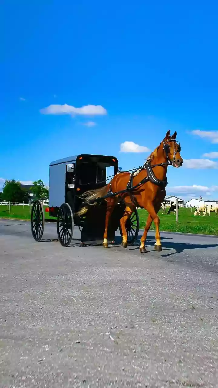 Volkswagen compara transição para os elétricos à troca dos cavalos pelos automóveis