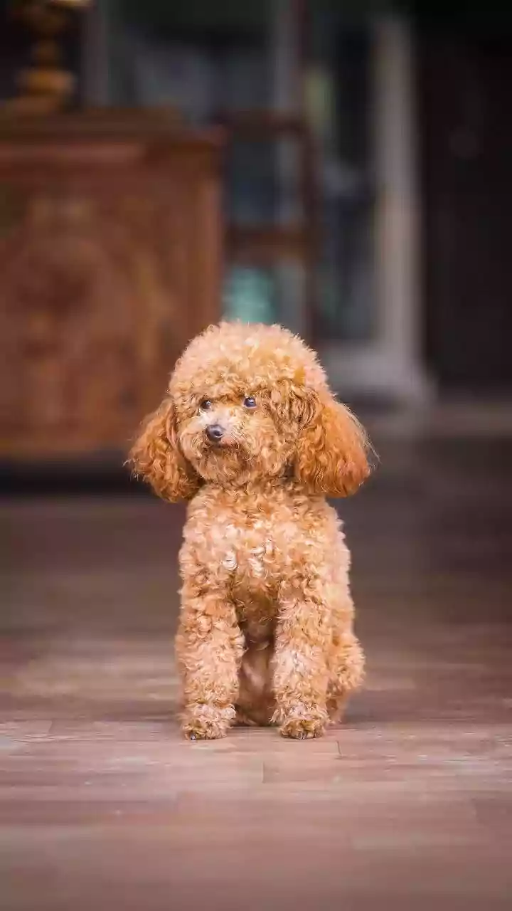 Pet-Safe Floor Cleaning Starts with Reading the Product Label