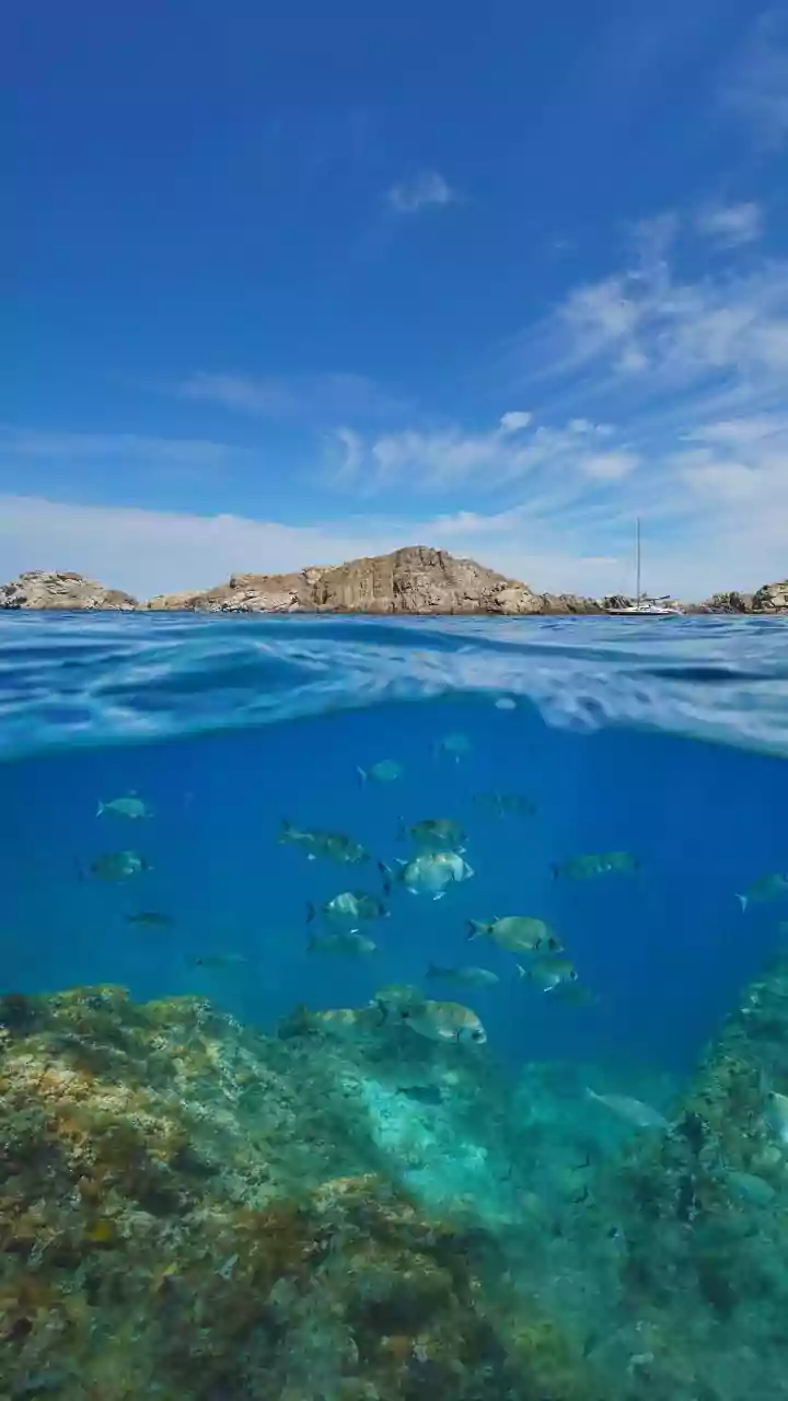 July's Record Global Sea Heat Brings Fresh Attention To Persistent Marine Heat