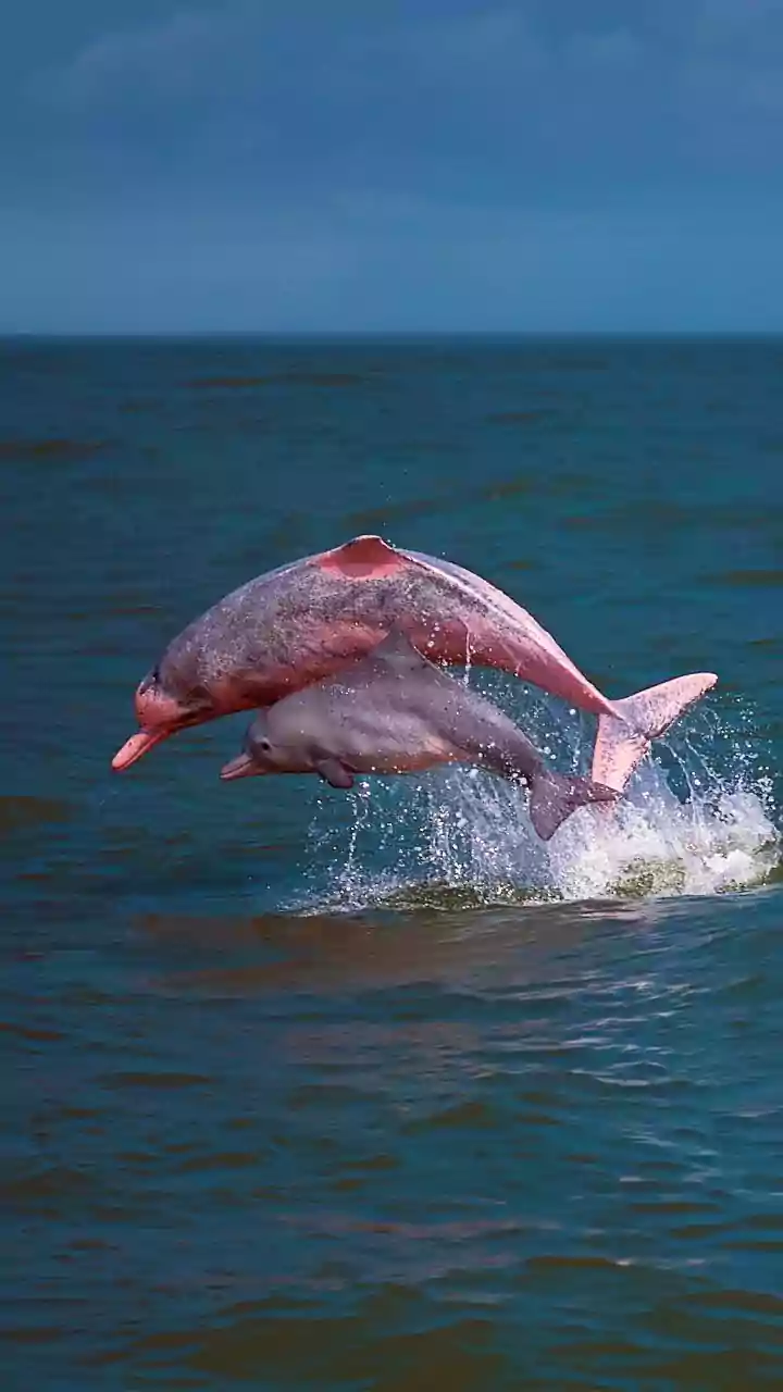 ‘Real Or AI-Generated?’ Video Of ‘Beautiful’ Pink Dolphins Has Internet In Disbelief: Where You Can Spot Them