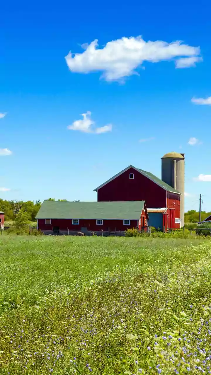 Small farms shield pulse crops as drizzle forecast arrives