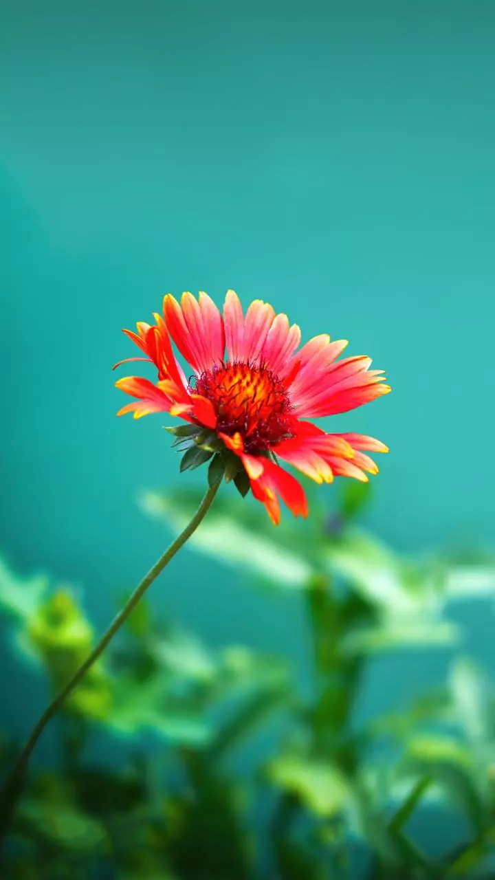 India’s summer hides 6 rare floral wonders, including a bloom seen once every 12 years