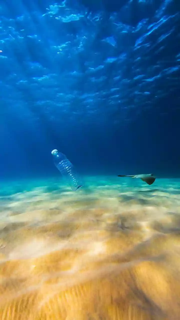 Unexpected Marine Life Thrives on Pacific Plastic