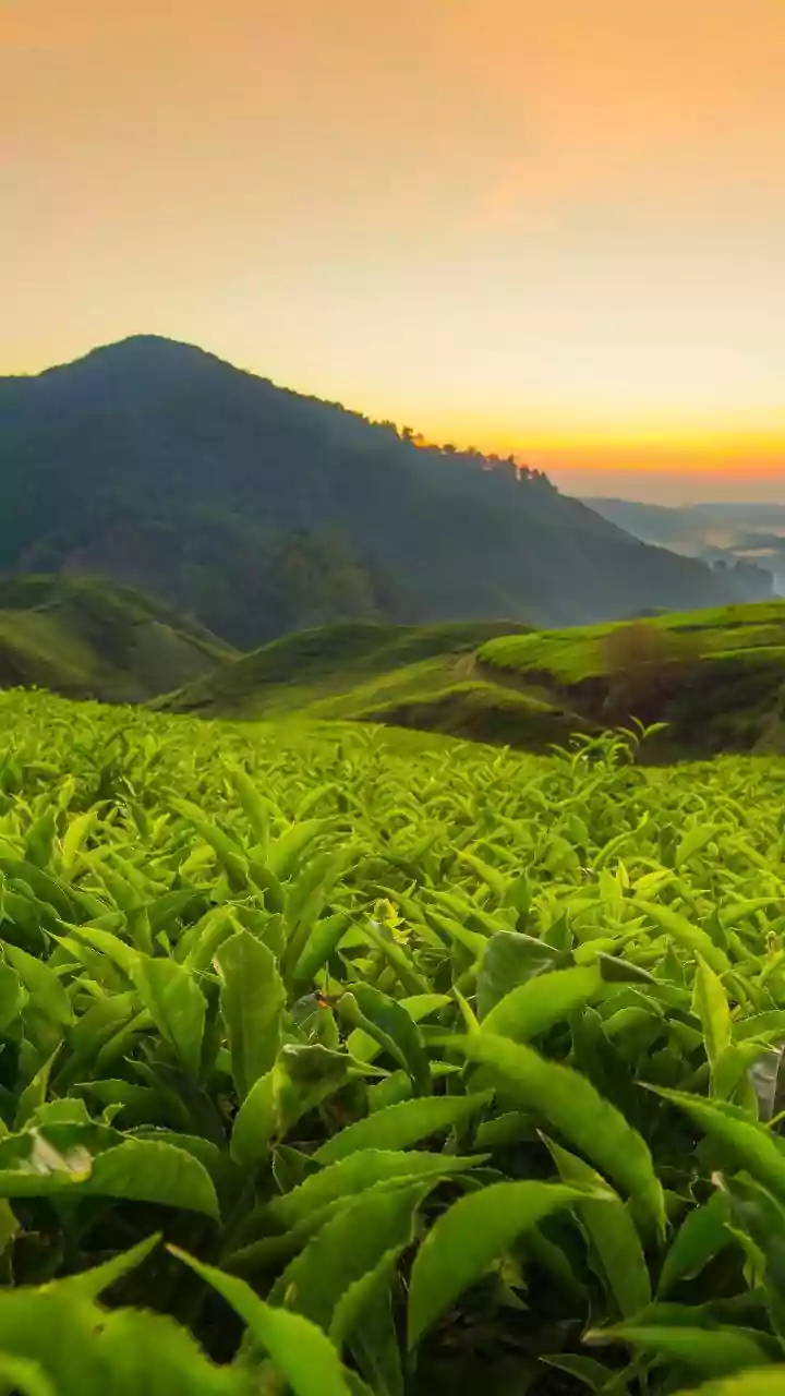 Monsoon Tea Lovers Have Plenty To Discover Across Hyderabad This August
