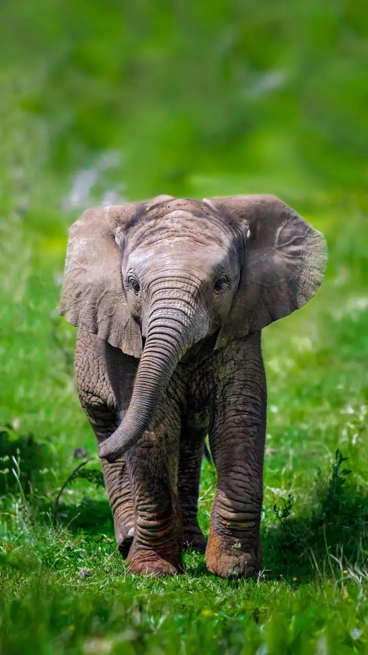 Elephant calf found dead